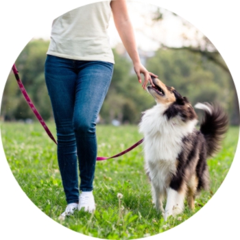 Off lead best sale dog training